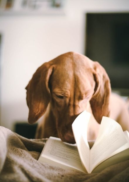 reading nonfiction